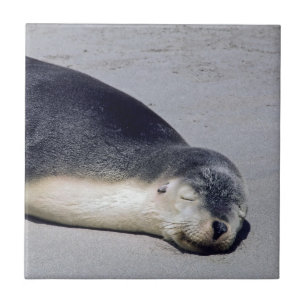 Jovem foca dormindo na praia - Austrália