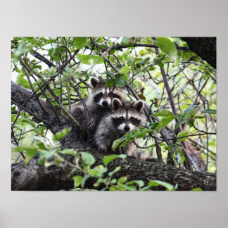 Jovem Par De Raccoon Adorável Em Poster De Árvore