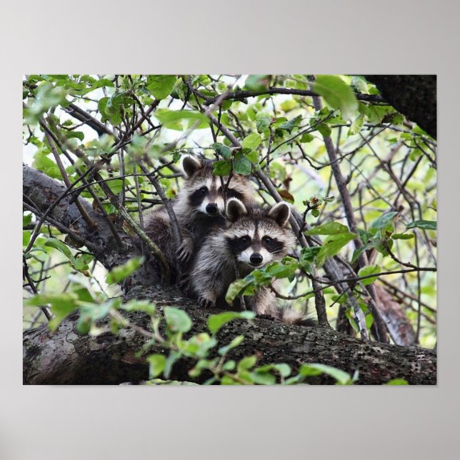 Jovem Par De Raccoon Adorável Em Poster De Árvore (Frente)