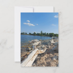 Jovem Seagull perto do lago