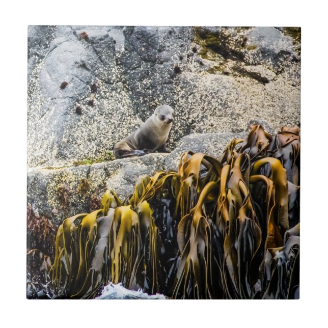 Jovem Selo De Peles Na Rocha (Frente)