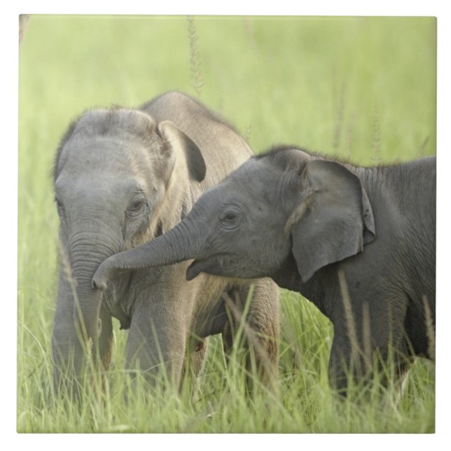 Jovens de elefante indiano/asiático (Frente)