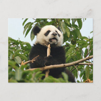 Jovens Panda gigante - cartão postal
