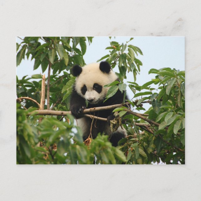 Jovens Panda gigante - cartão postal (Frente)