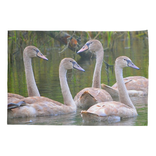 Jovens Swans (Verso)