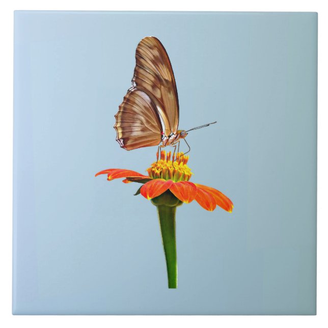 Julia Butterfly em Zinnia (Frente)