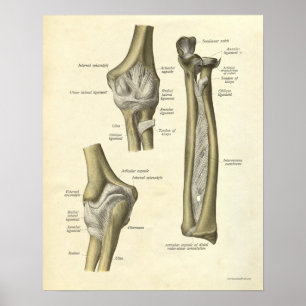 Junção de cotovelo do impressão da anatomia do