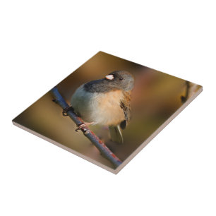 Junco Olhado Escuro em um Limbo