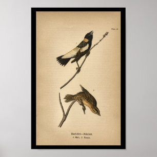 Junco-pássaro 1890 do impressão do pássaro