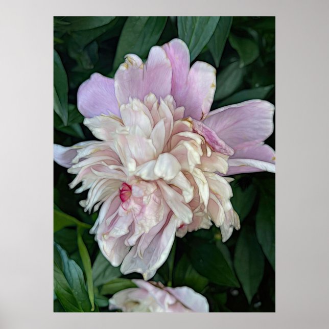 June Peony Poster (Frente)