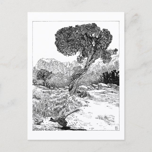 Juniper Valley Wilderness - Cartão Postal (Frente)