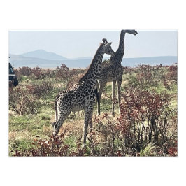 Juntos pela Savana – Foto de Duas Girafas
