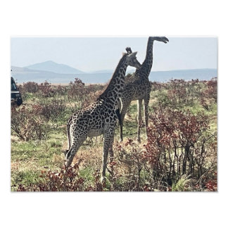 Juntos pela Savana – Foto de Duas Girafas