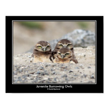 Juvenile Burrowing Owl Poster