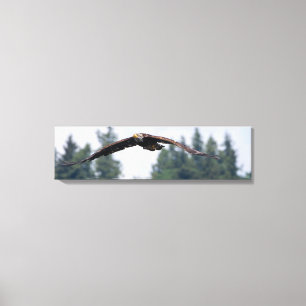Juvenile Eagle Voando Em Washington Canvas Print