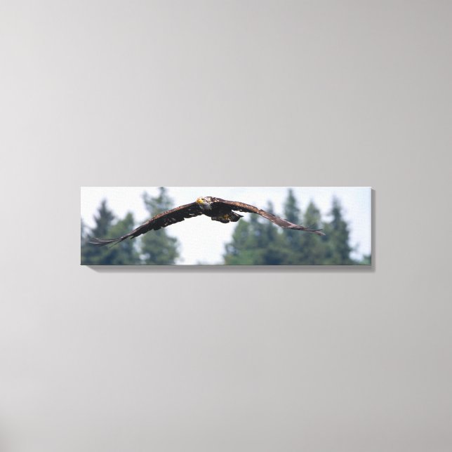 Juvenile Eagle Voando Em Washington Canvas Print (Frente)