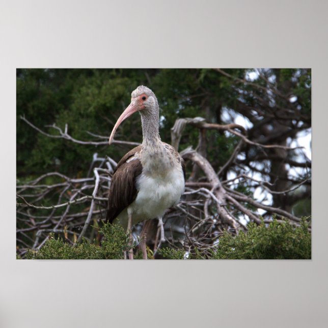 Juvenile Ibis Bird Poster (Frente)