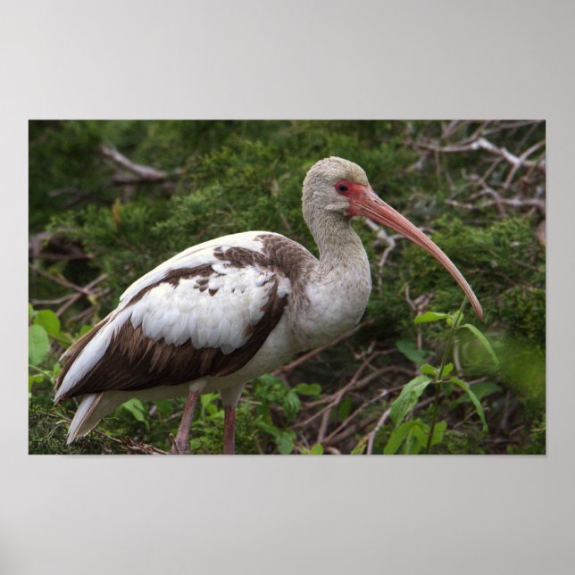 Juvenile Ibis Bird Poster (Frente)