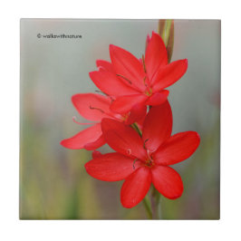 Kaffir Lily / River Lily / Hesperantha Coccinea