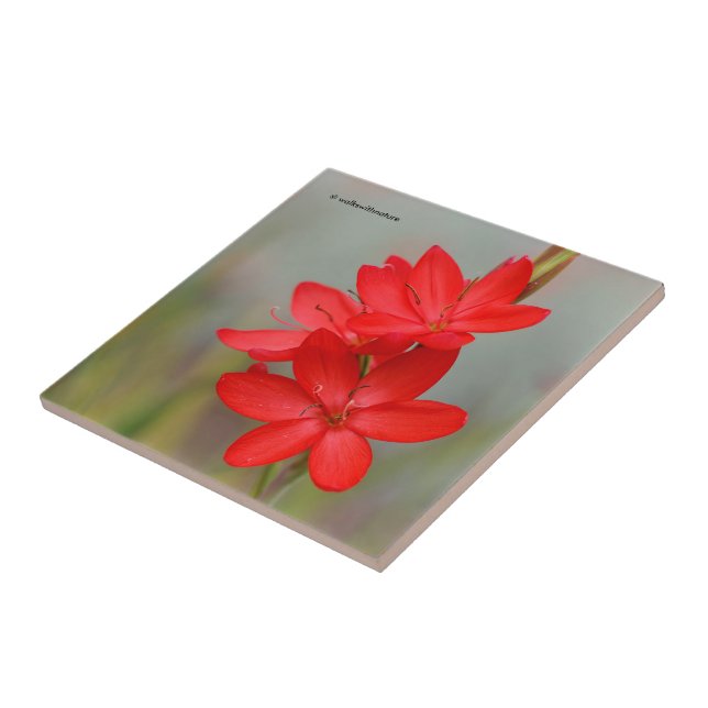 Kaffir Lily / River Lily / Hesperantha Coccinea (Lateral)
