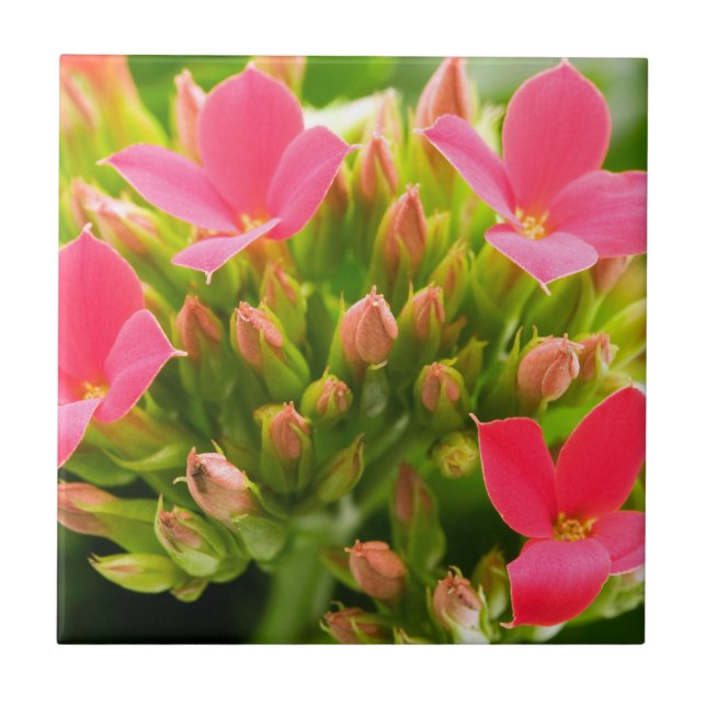 Kalanchoe blossfeldiana (Frente)