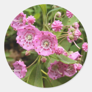 Kalmia 104 ~ adesivo