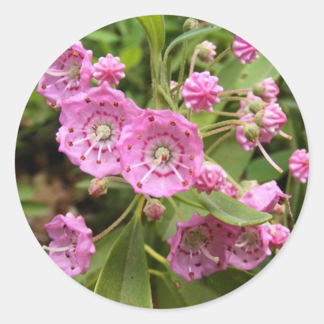 Kalmia 104 ~ adesivo (Frente)