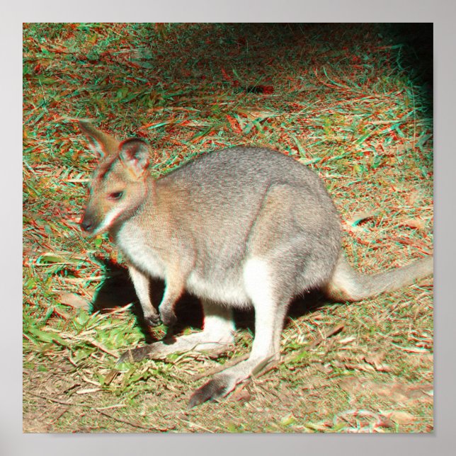 Kangaroo 3D Anaglyph Poster (Frente)