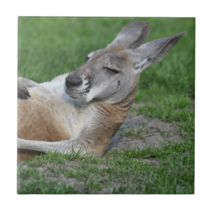 Kangaroo de costas