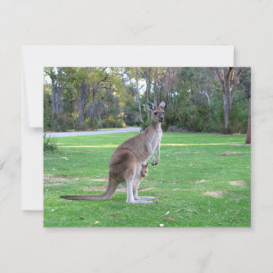 Kangaroo e Joey