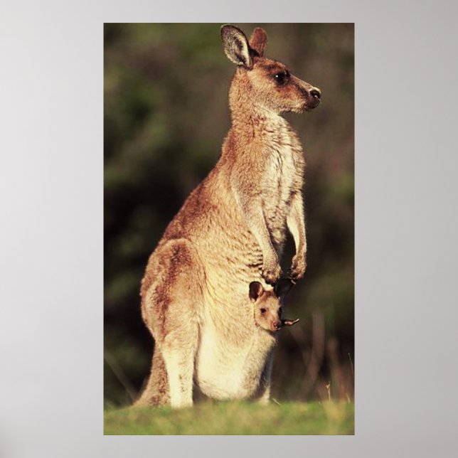 Kangaroo & Joey Poster (Frente)