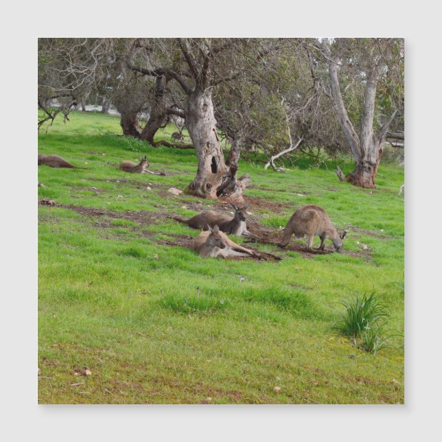 Kangaroo Siesta, Cartão Magnético (Frente)