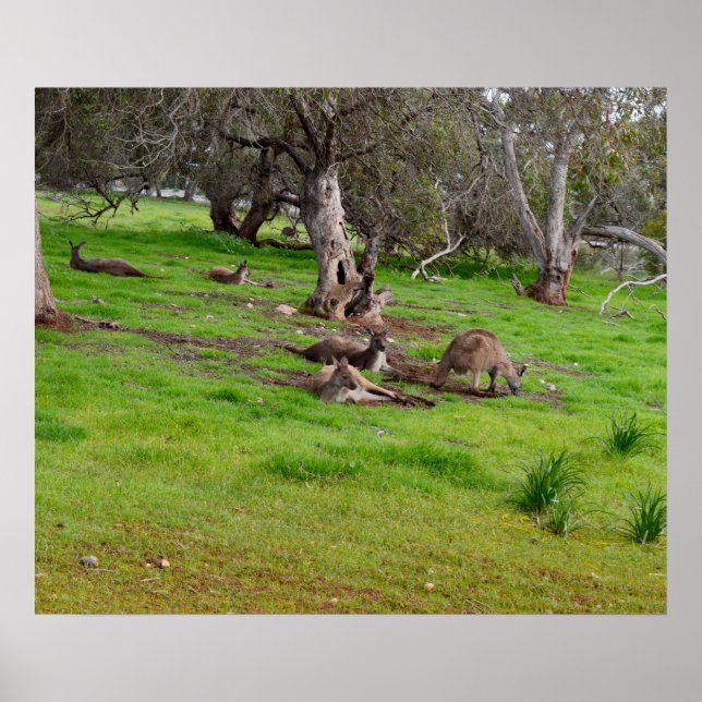 Kangaroo Siesta, Poster (Frente)