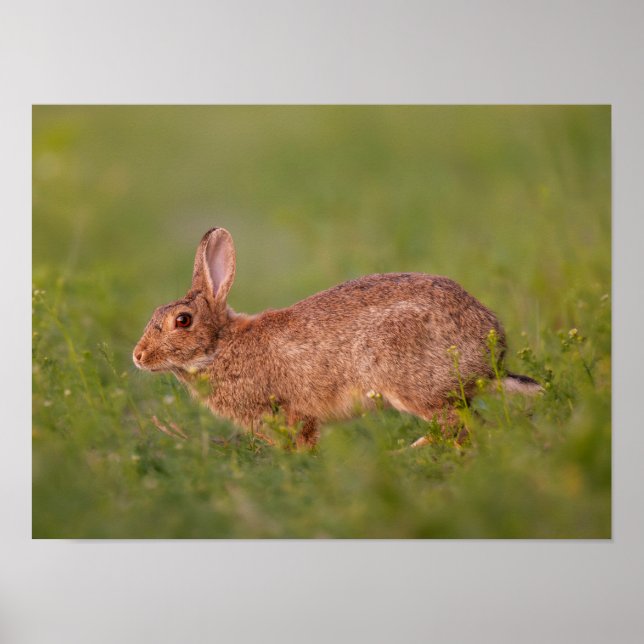 Kaninchen auf Wiese Poster (Frente)