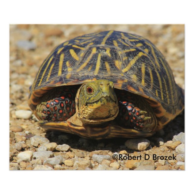Kansas Box Shell Turtle Foto Alargamento (Frente)