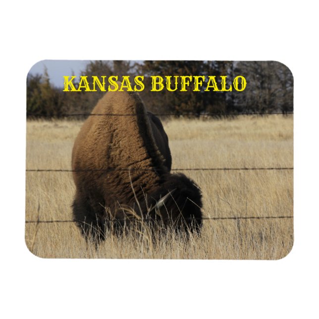 KANSAS BUFFALO em um ímã prateado (Horizontal)