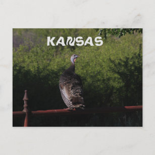 Kansas Turkey sobre a existência de um cartão de P
