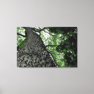 Kapok Tree @ Funchal Botanic Park, Canvas de Portu