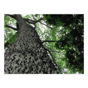 Kapok Tree @ Funchal, Impressão de Fotografia em P