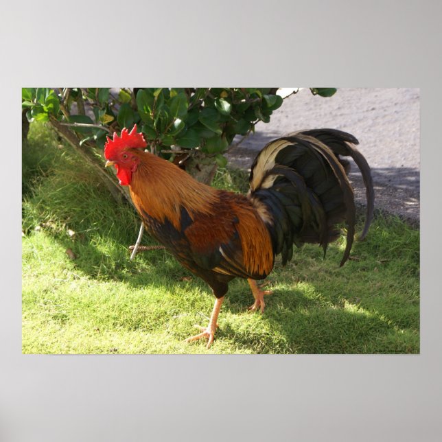 Kauai Rooster Poster (Frente)