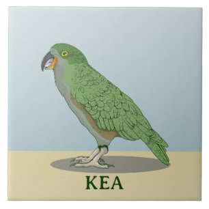 Kea Nova Zelândia Bird