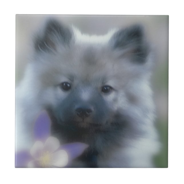 Keeshond e Columbine - Fotografia de Cães (Frente)