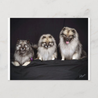 Keeshonden "Por Guardas!" Cartão Postal