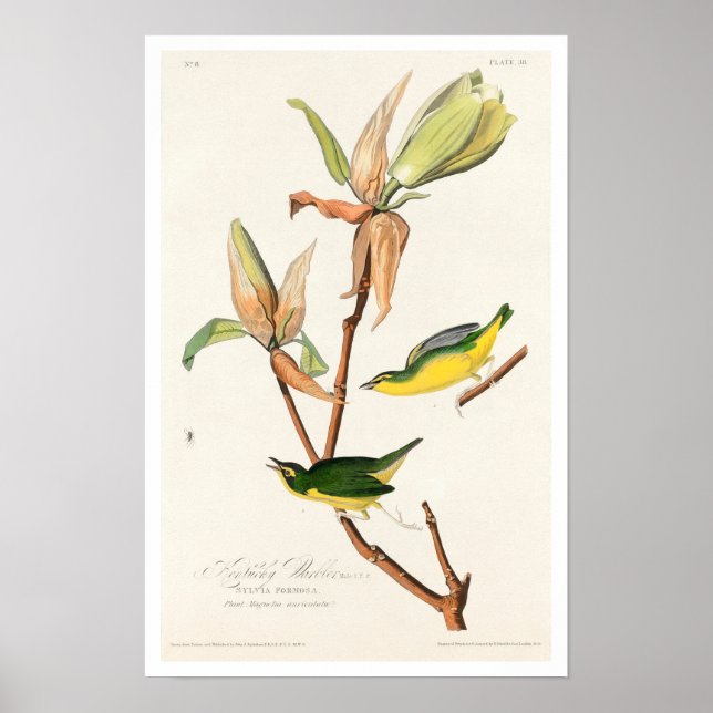 Kentucky Warbler by Audubon Poster (Frente)