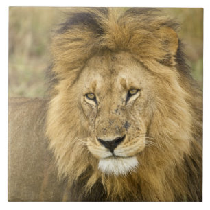 Kenya, Masai Mara. Fim-acima do leão. Crédito