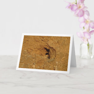 Kestrel Bird, Cartão Falco Tinnunculus