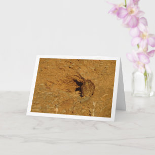 Kestrel Bird, Cartão Falco Tinnunculus