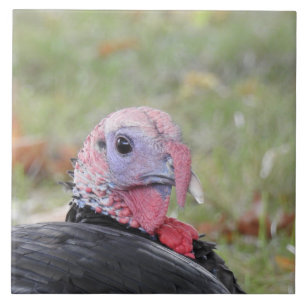 Kevin a Turquia que senta-se na grama