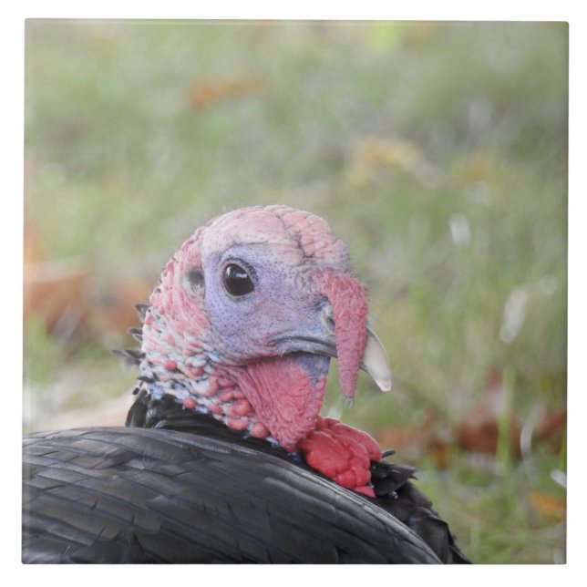 Kevin, a Turquia Sentada na Grama (Frente)