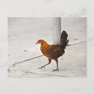 Key West Chicken No Cartão Postal Sidewalk Florid